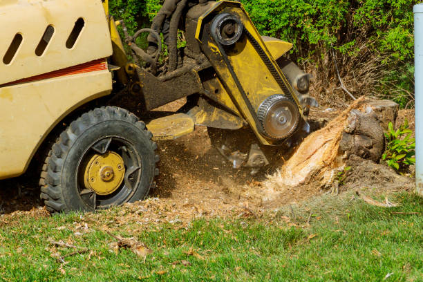 The Steps Involved in Our Tree Care Process in Nicholson, GA